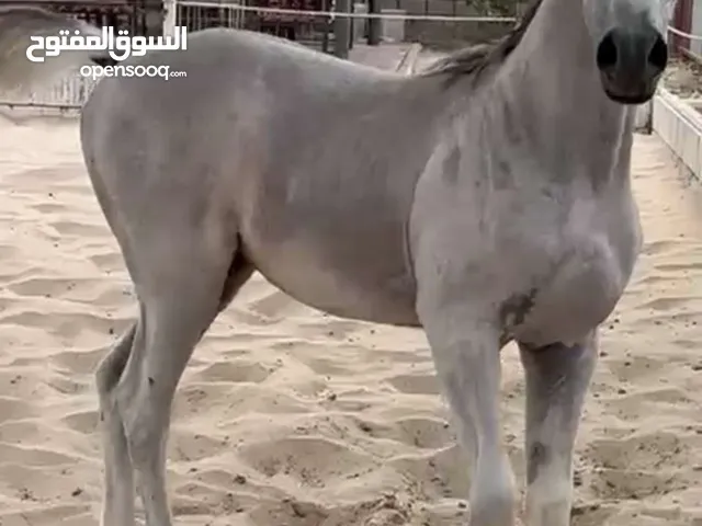 للبيع مهر وفرس مصريه بيور