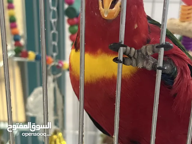 بيع لورلي 200