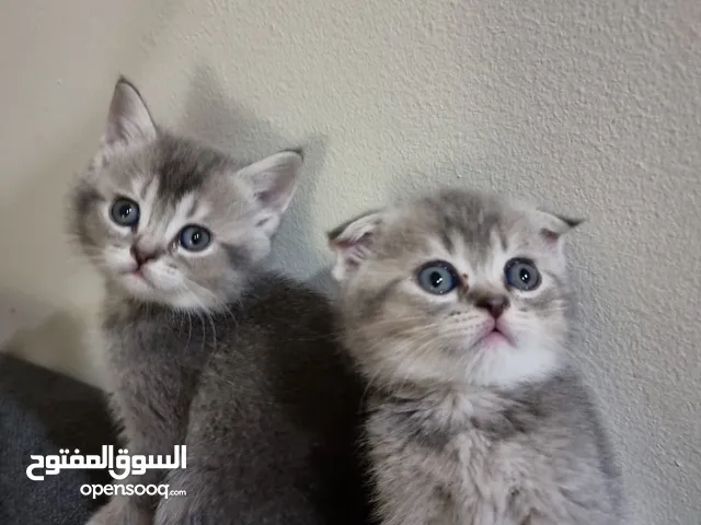 قطط سكوتش فولد وستريت Scottish fold and straight kittens