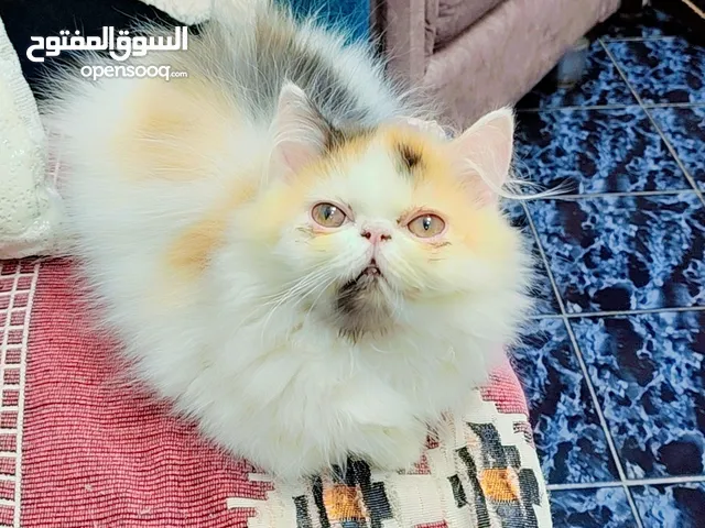 بنوتينن بيرشن فان كاليكو ديلوت واسبوتلس