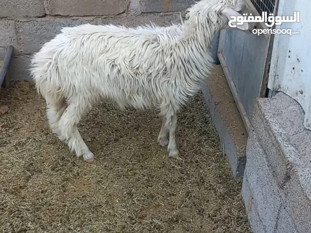 حمله تهجين نجدي سمينه ذبيحه عمره 7 شهور