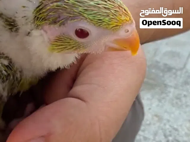 لوري سكالي سينمون البينو من النوادر