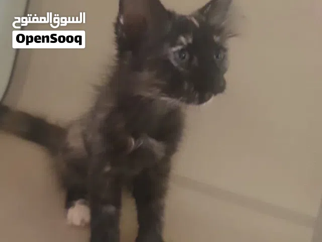 قطه شيرازيه