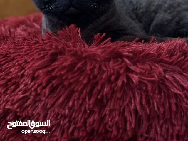 قطه للبيع لعووووووبه