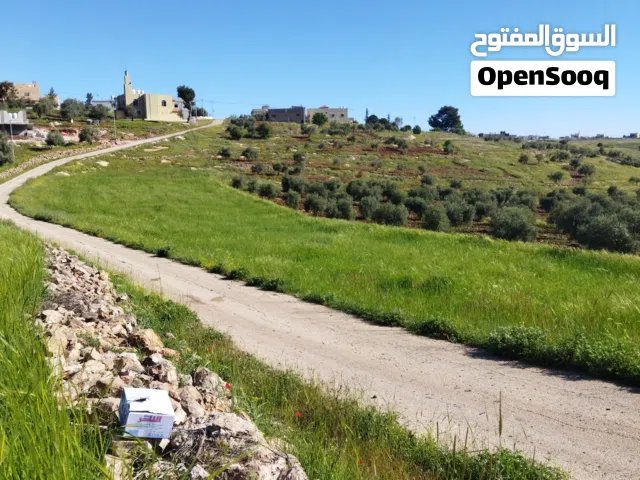 Farm Land for Rent in Jerash Qafqafa