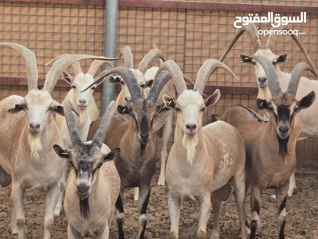 حيوانات غزلان ريم دوماني مها بلاك بوك اكسس دير وعول مافلون وعول اصفهاني طيور بلاك سوان اوز الهاواي