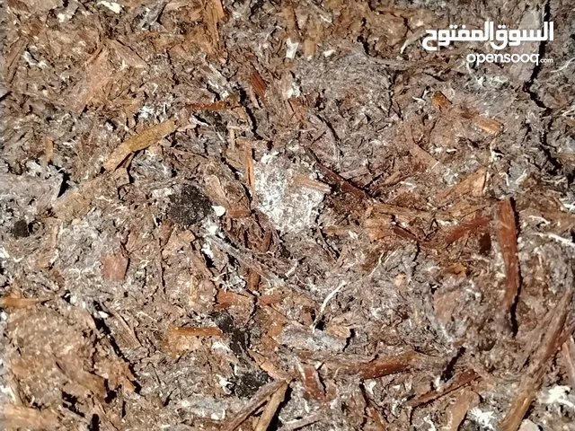 كومبوست+ بيتموس فطر  يصلح لزراعة الحدئق
