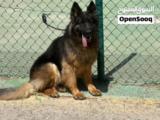 جراء جيرمن شولاين ووروك لاين  للحجز  مميزه جدا  للجادّين وعشّاق القوة والتميّز.. جميع اللقاحات