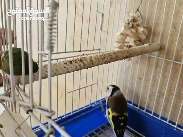 حسون ترابي مغرد بحالة ممتازه تربية قفص جالي وجاهز