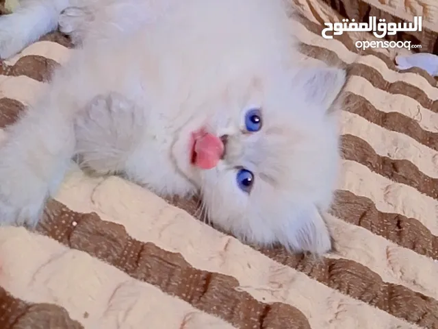 قطه هملايا نثيه عمر 50 يوم