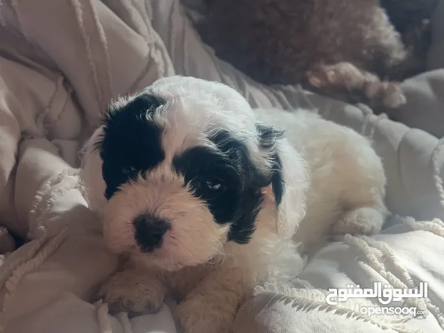 Toy poodle puppies
