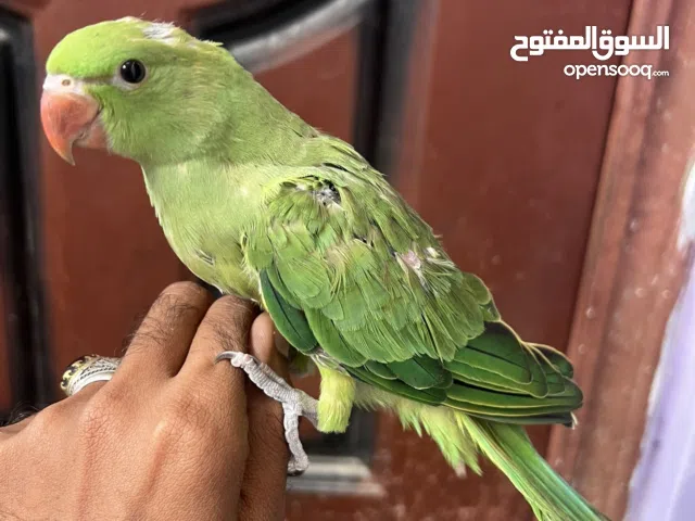 افراخ دره تاكيل يدوي