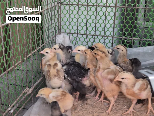 French and Brahma Chicks