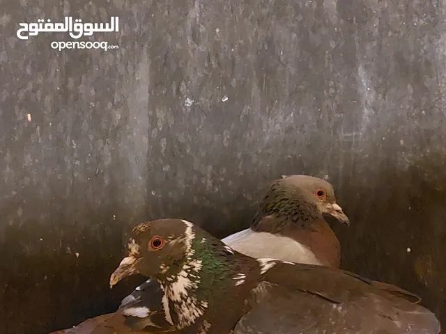 3حمام للبيع 2 انثى 1ذكر ما شاءالله