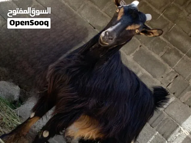 صخله بكر عمانيه