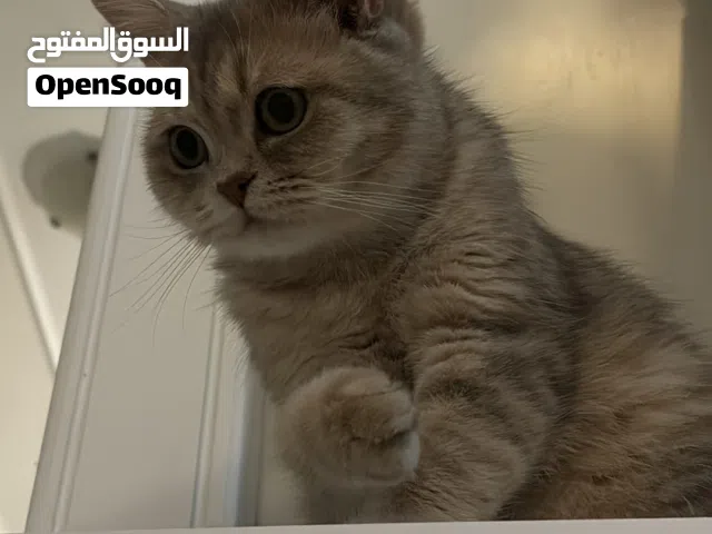 سكوتش ستريت جولد شيدد