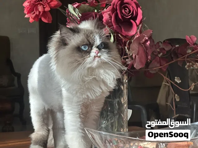 قط إكزوتك شورت هي للبيع