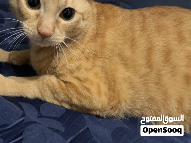 Cat for adoption للتبني
