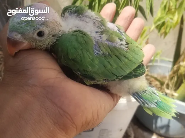 فرخ دره هندي