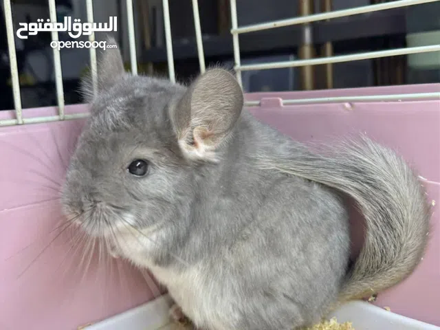 Blue Diamond Chinchilla