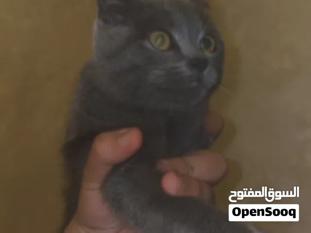 برتش بلو. قطة