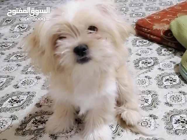 البيع كلب 125وبي مجال
