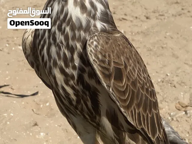 قرموشة حر - قرموشة حرار ( فرخ )