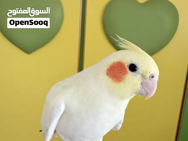 كوكتيل اليف ميه بالميه (اقرا الوصف)
