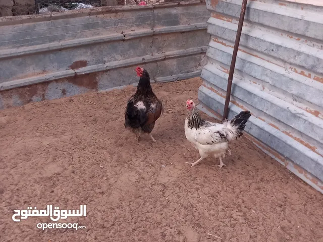 دجاجتين عربيات للبيع اقرا الوصف