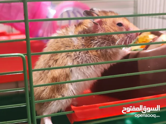 3 Syrian hamsters pets 2 males and 1 female, with good health amd active energy