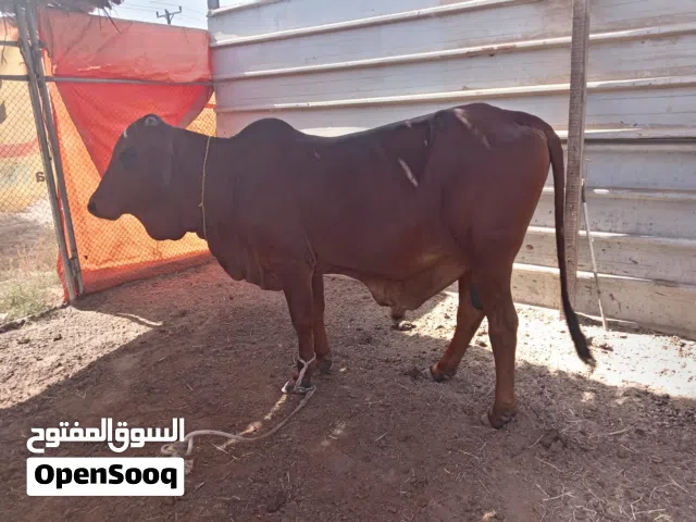 ثور للبيع مطعوم