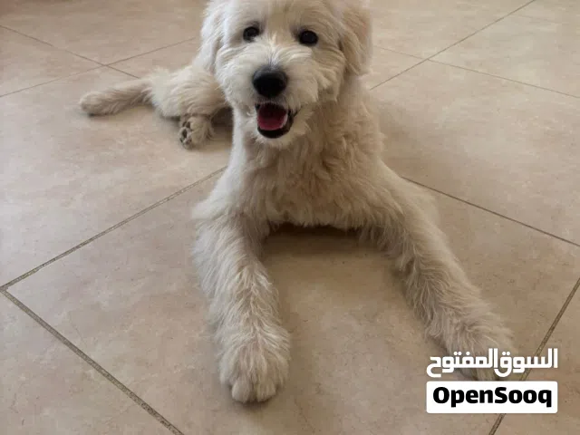 Maltipoo (7 months)