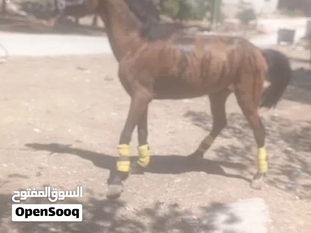 حصان للبيع الرمثا سعر حرق