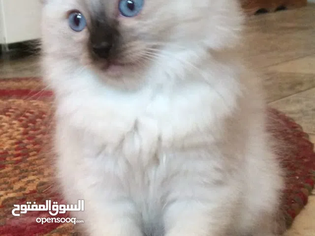 سيامو راݣدول