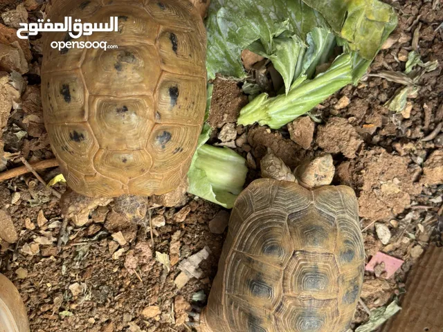سلاحف للبيع