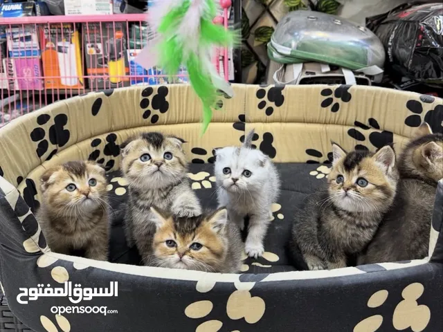 قطط سكوتش فولد ny25