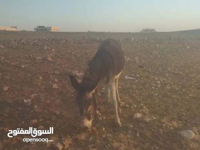 حمار غنم للبيع بسعر مميز كفاله