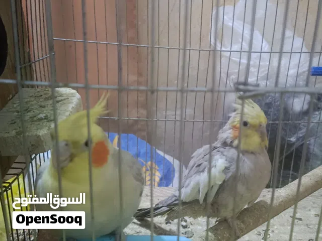 زوج كوكتيل للبيع