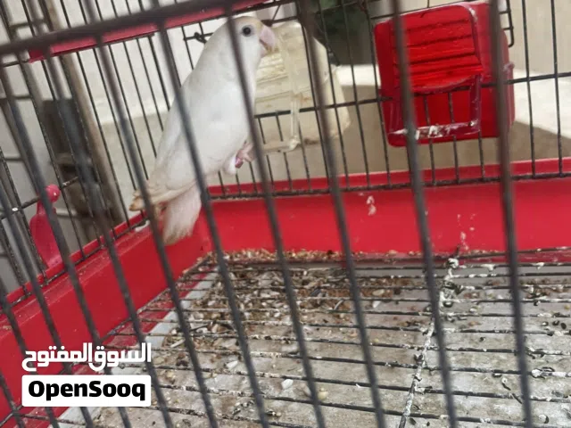 ذكر روز بينو عين حمراء