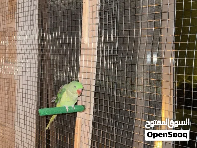 ببغاء درة نيبالي
