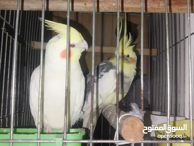 عصفور كوكتيل انثى وذكر