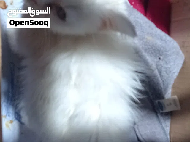 بيع قطه نوع شيرازي حجم صغير مولوده حديثا القطه نضيفه وممتازه ما رح نقصر مع المشتري
