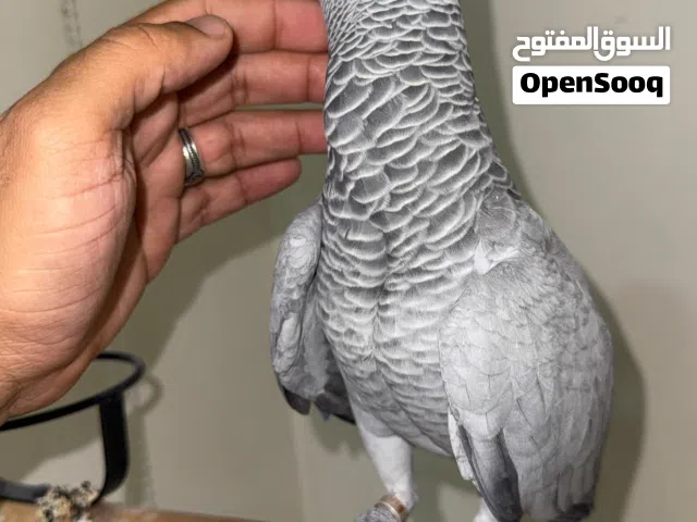 كاسكو للبيع أفريقي