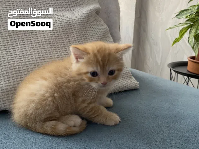 قطط ذكور للبيع