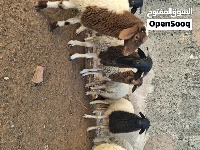 خرفان وفطايم