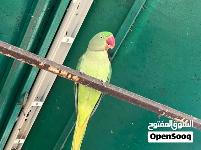 مجموعة من الطيور