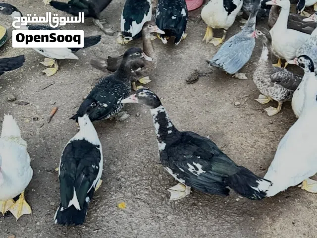 بط مصري مسكوفي اصلي للبيع