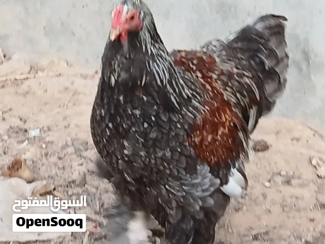 فروج. برهما. سلمون. بلو