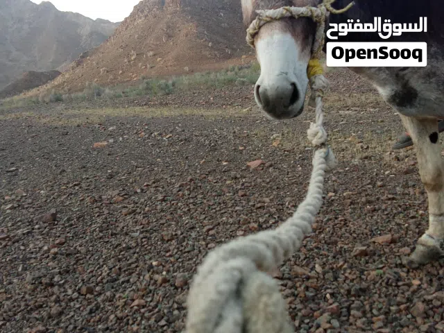 حمار للبيع
