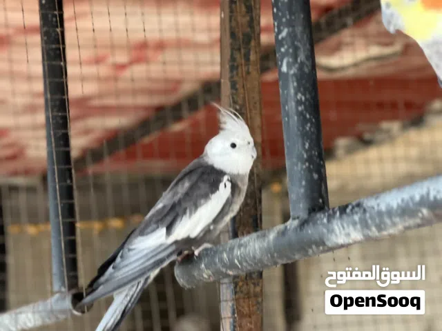 الذكر فرنساوي وايت فيس  والأنثى حباشيه كوبيه كيف رايمات بعض  واتس اوتصال